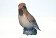 vare nr:
125156