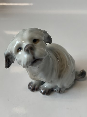 Dahl Jensen dog figurine, Maltese.
Decoration No. 1120