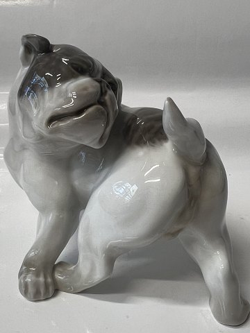 Royal Copenhagen figurine, English Bulldog.No. 1452 - 2963.