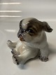 Dahl Jensen, pekingeserhvalp
Dek. Nr. 1134