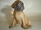 Royal Copenhagen Figurine, 
Pug puppy